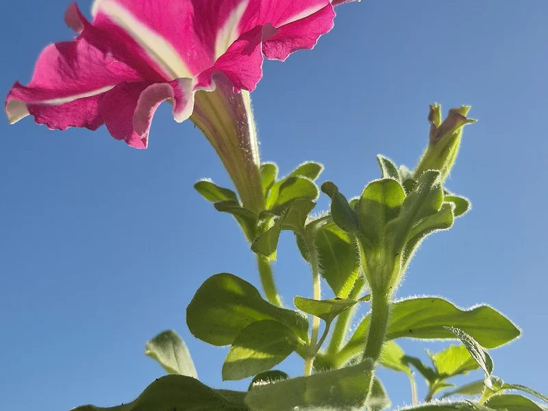 Petunia (Petunia x hybrida) growing in a UK garden