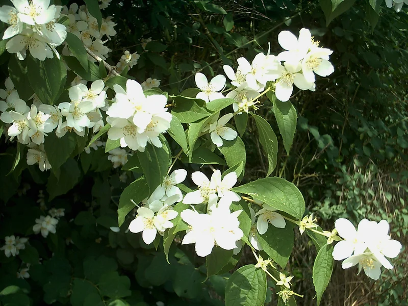 Mock Orange (Philadelphus coronarius) growing in a UK garden