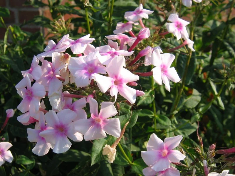 Phlox paniculata (Phlox paniculata) growing in a UK garden