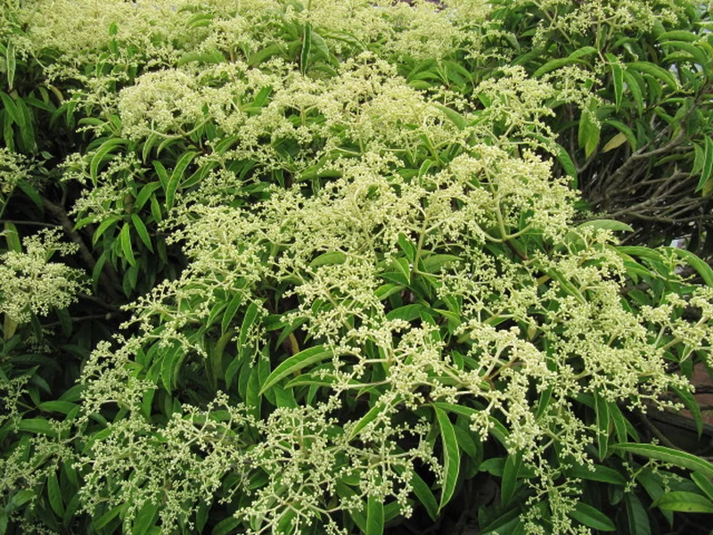 Climbing Hydrangea growing in a UK garden
