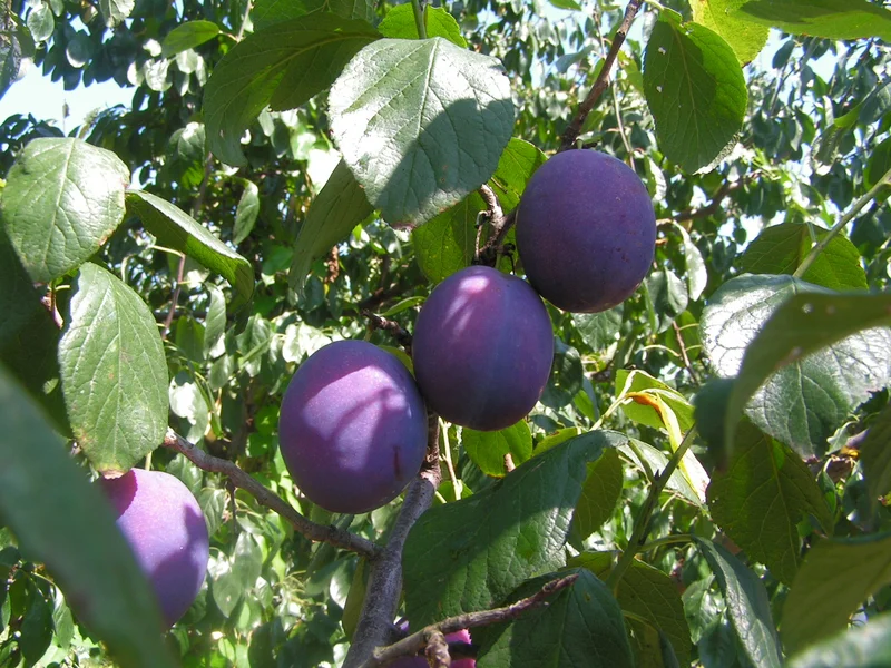 Plum (Prunus domestica) growing in a UK garden
