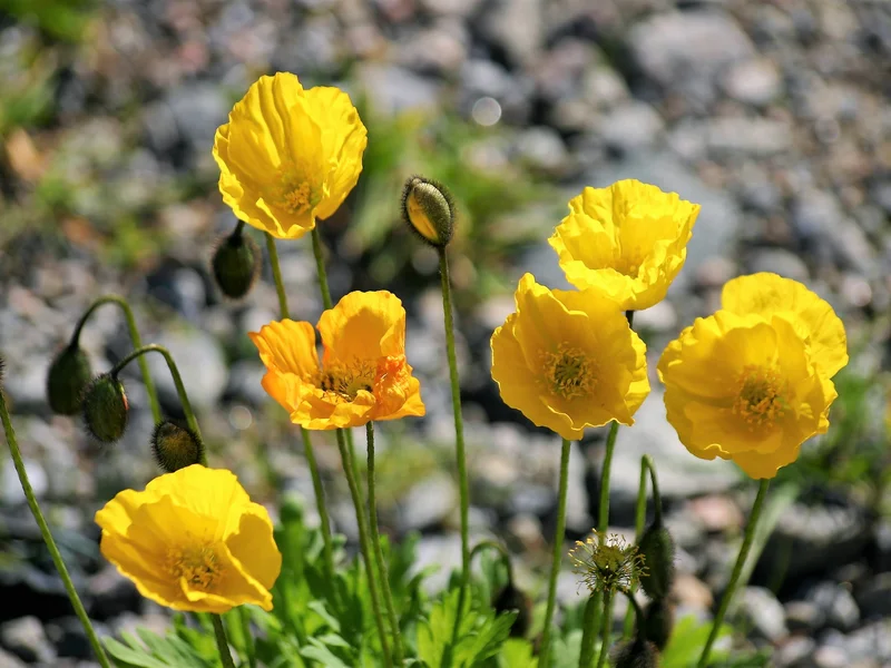 Iceland Poppy (Papaver nudicaule) growing in a UK garden