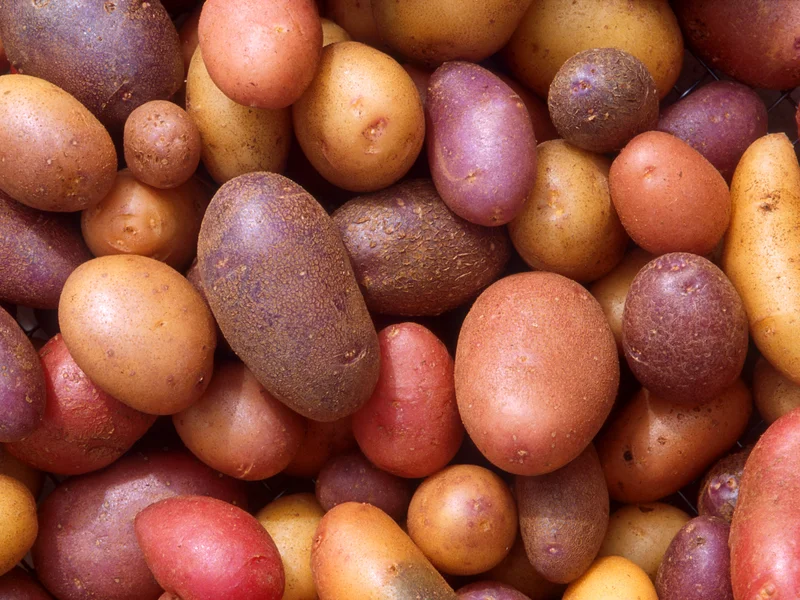 Potato (Solanum tuberosum) growing in a UK garden