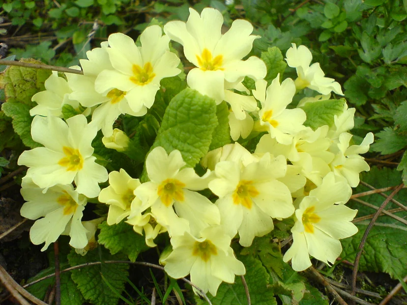 English Primrose growing in a UK garden