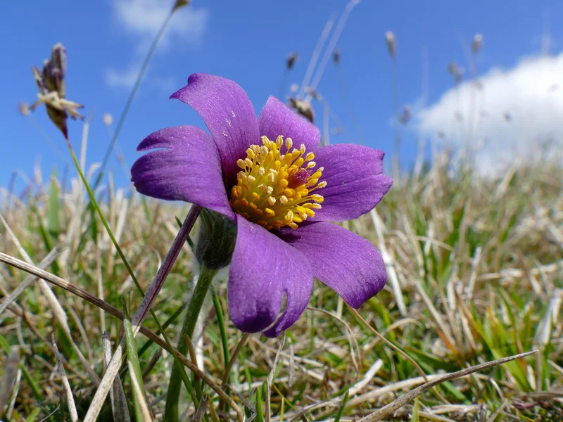 Pasque Flower (Pulsatilla vulgaris) growing in a UK garden
