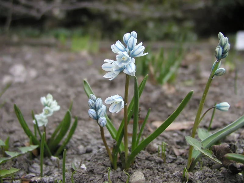 Striped Squill growing in a UK garden