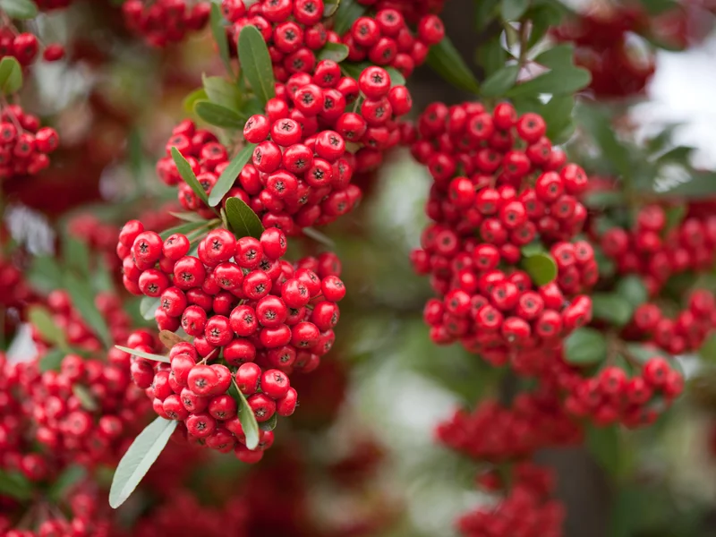 Firethorn growing in a UK garden