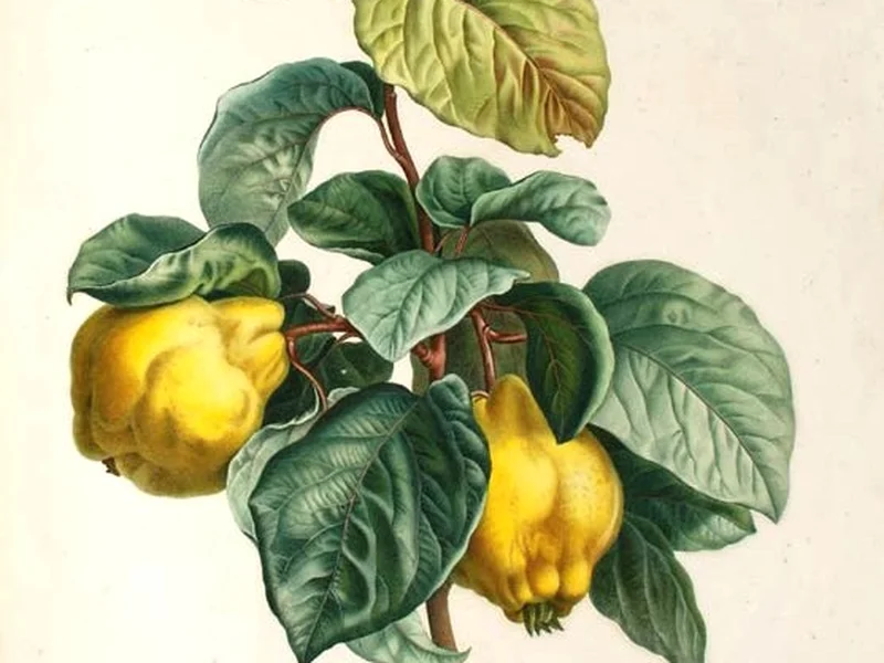 Quince (Cydonia oblonga) growing in a UK garden