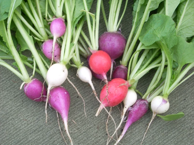 Radish (Raphanus sativus) growing in a UK garden