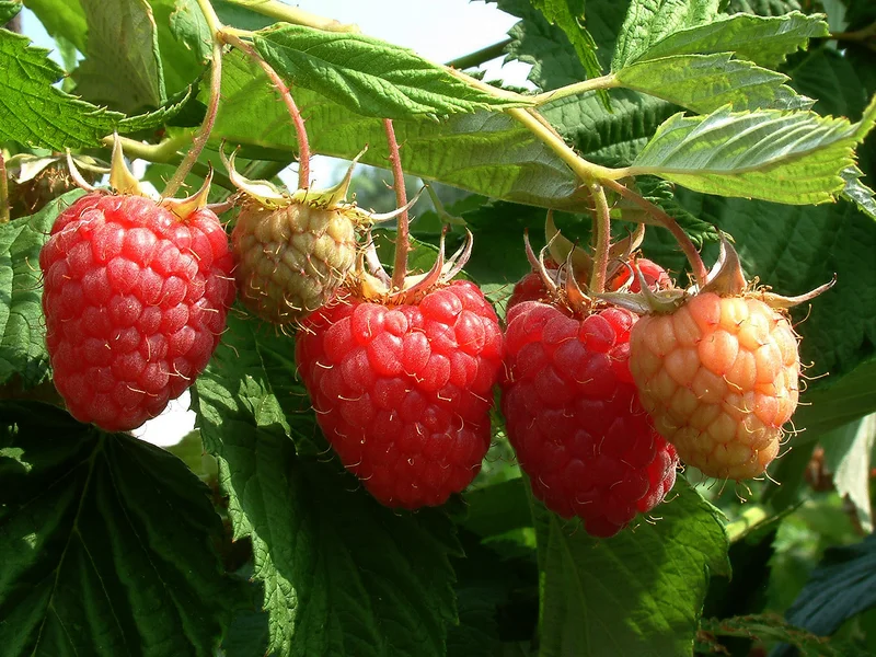 Raspberry (Rubus idaeus) growing in a UK garden