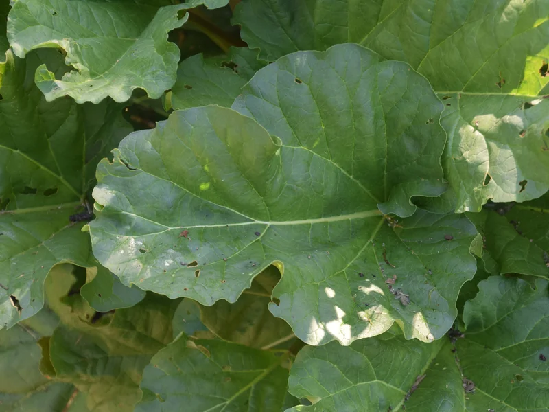 Rhubarb (Rheum rhabarbarum) growing in a UK garden