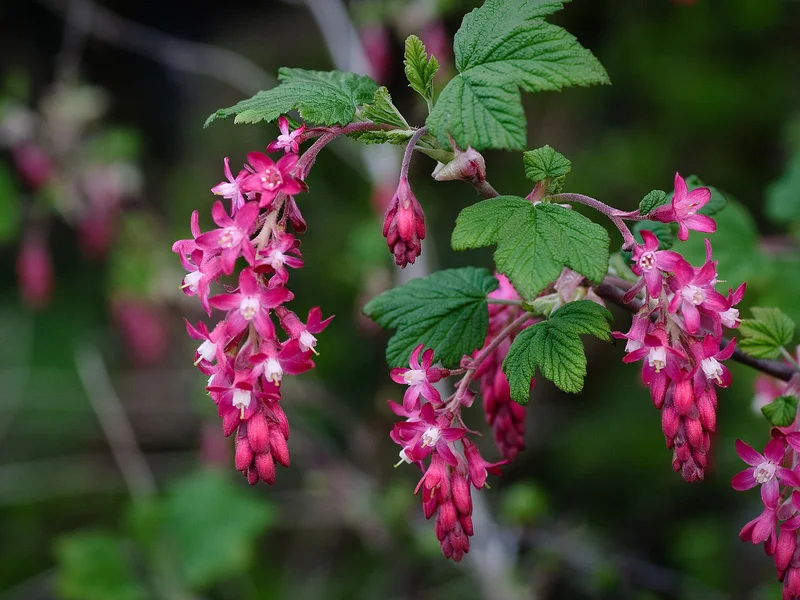 Flowering Currant (Ribes sanguineum) growing in a UK garden