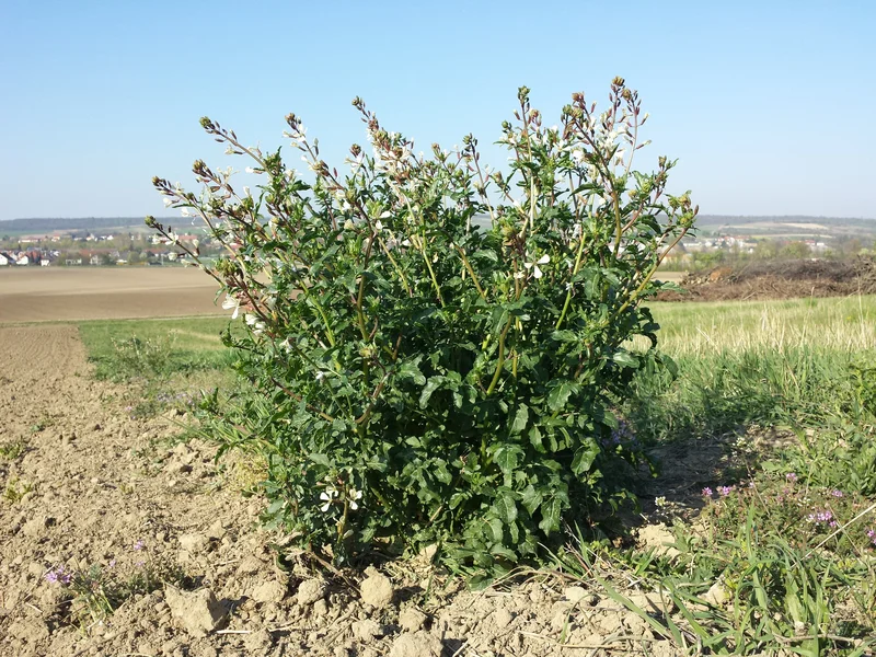 Rocket growing in a UK garden
