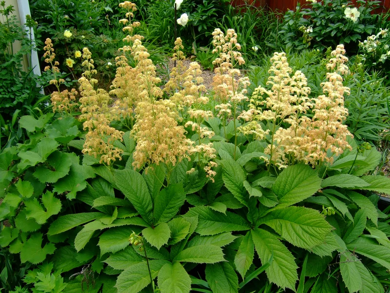Rodgersia growing in a UK garden