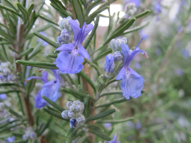 Rosemary (Salvia rosmarinus) growing in a UK garden