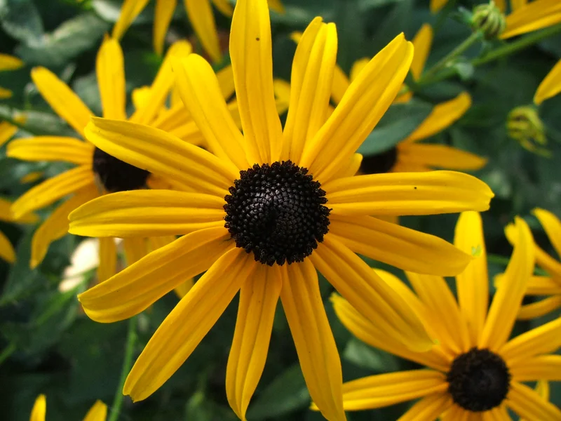Rudbeckia growing in a UK garden