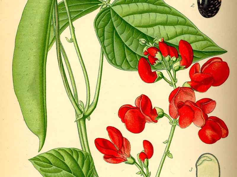 Runner Bean (Phaseolus coccineus) growing in a UK garden