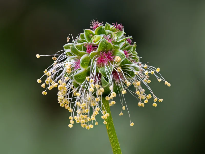 Salad Burnet (Sanguisorba minor) growing in a UK garden