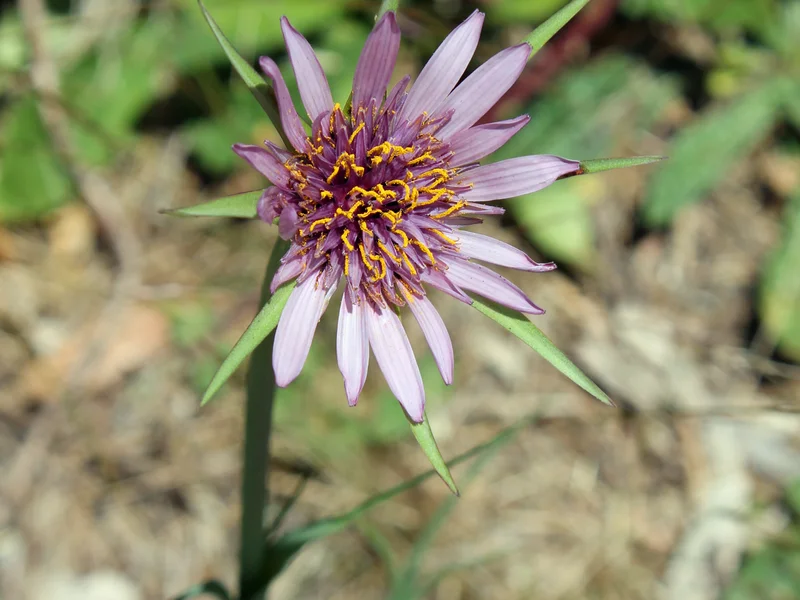 Salsify (Tragopogon porrifolius) growing in a UK garden