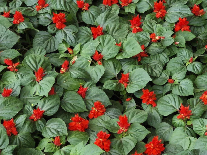 Annual Salvia (Salvia splendens) growing in a UK garden