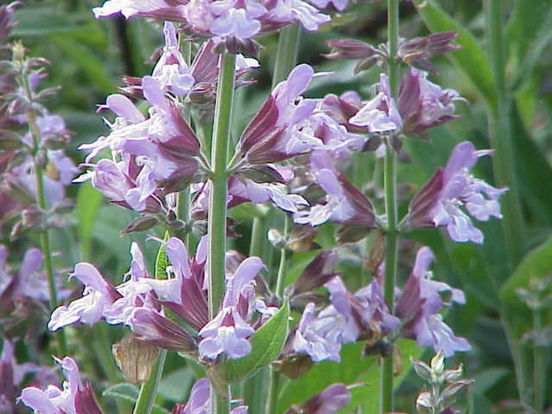 Salvia 'Hot Lips' (Salvia microphylla 'Hot Lips') growing in a UK garden