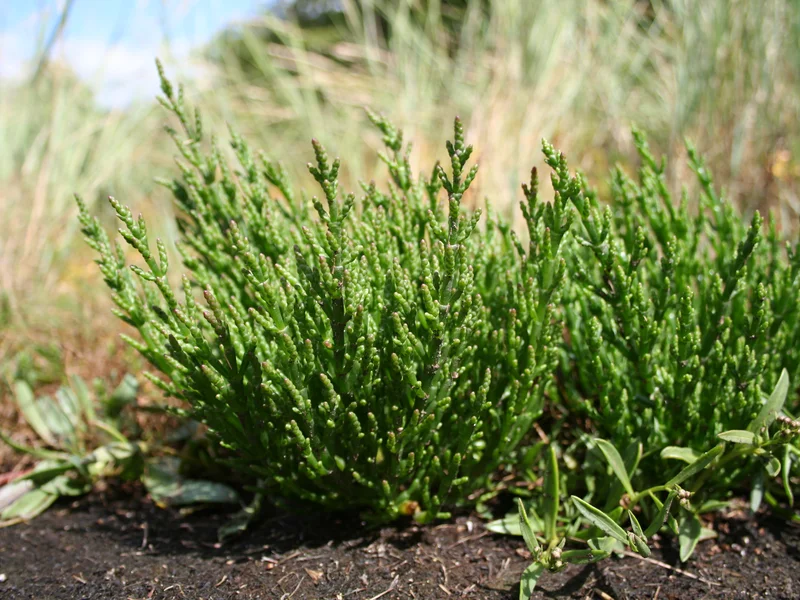 Marsh Samphire (Salicornia europaea) growing in a UK garden