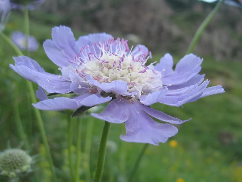 Scabious (Scabiosa caucasica) growing in a UK garden