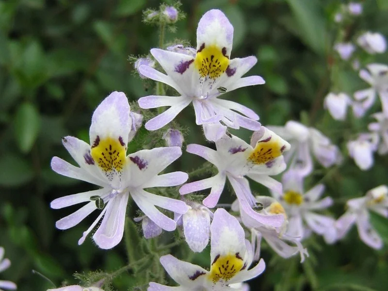 Poor Man's Orchid (Schizanthus pinnatus) growing in a UK garden