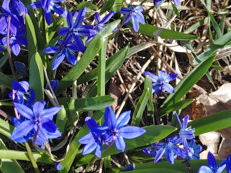 Siberian Squill (Scilla siberica) growing in a UK garden