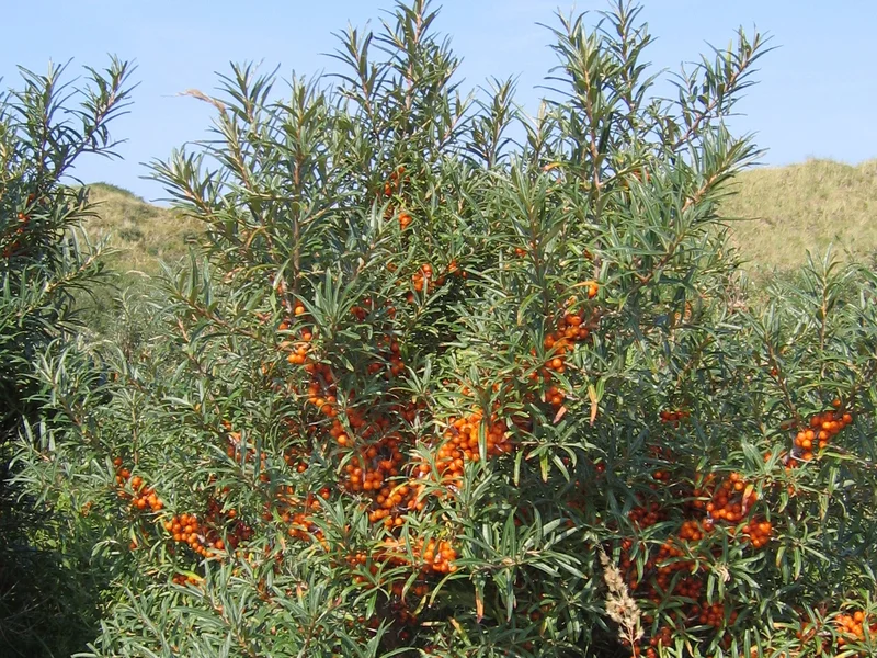 Sea Buckthorn (Hippophae rhamnoides) growing in a UK garden