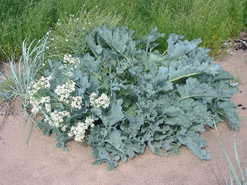 Sea Kale (Crambe maritima) growing in a UK garden