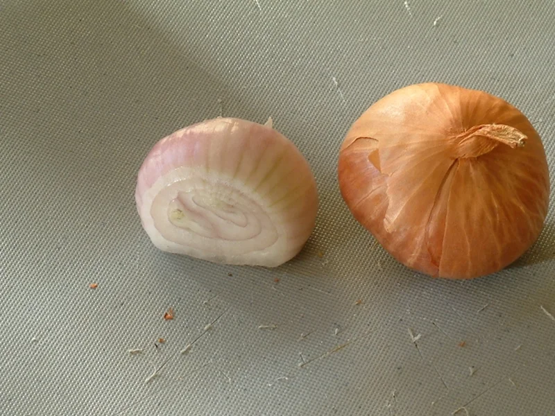 Shallot (Allium cepa aggregatum) growing in a UK garden