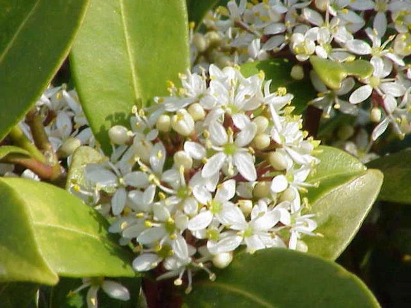Skimmia growing in a UK garden