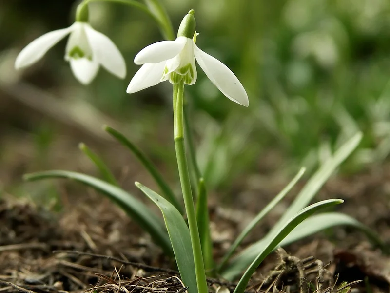 Snowdrop (Galanthus nivalis) growing in a UK garden