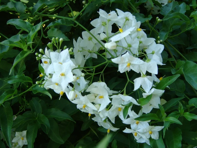 Potato Vine (Solanum laxum) growing in a UK garden