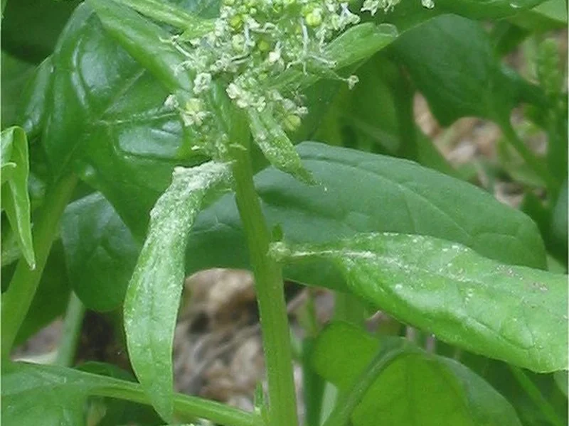 Spinach growing in a UK garden