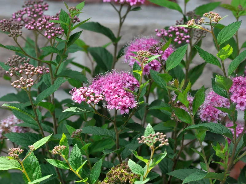 Spirea (Spiraea japonica) growing in a UK garden