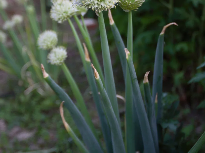Spring Onion (Allium fistulosum) growing in a UK garden