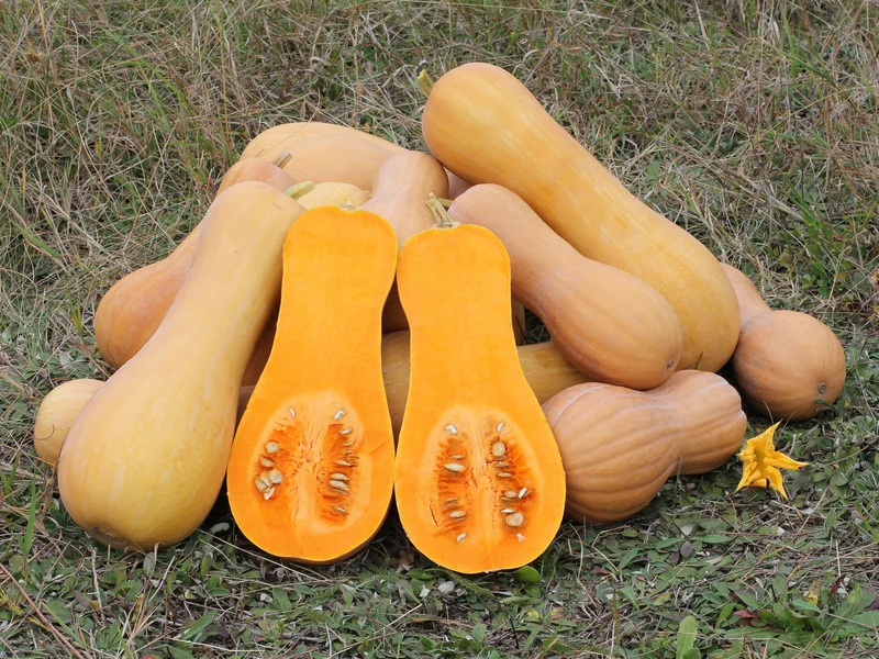Butternut Squash (Cucurbita moschata) growing in a UK garden
