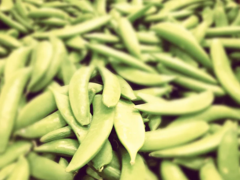 Sugar Snap Pea (Pisum sativum) growing in a UK garden
