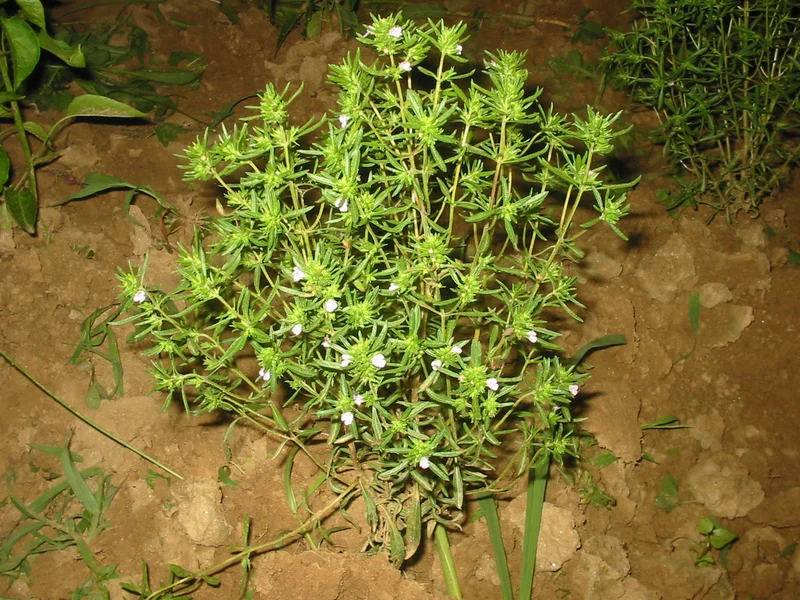 Summer Savory growing in a UK garden