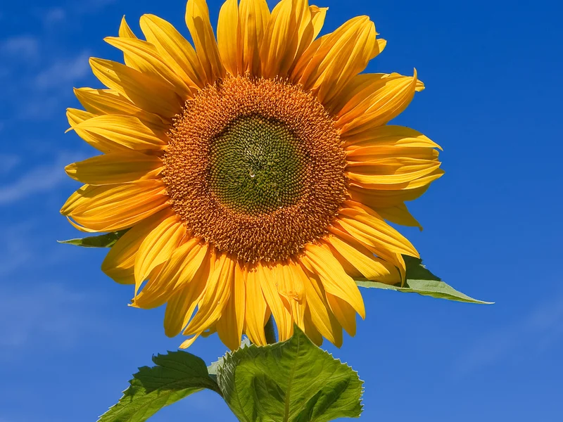 Sunflower (Helianthus annuus) growing in a UK garden