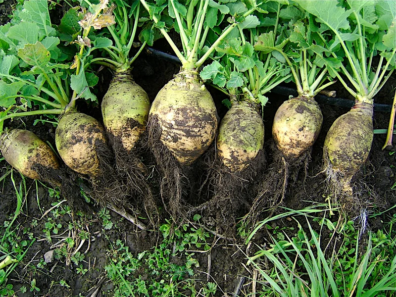 Swede (Brassica napus) growing in a UK garden