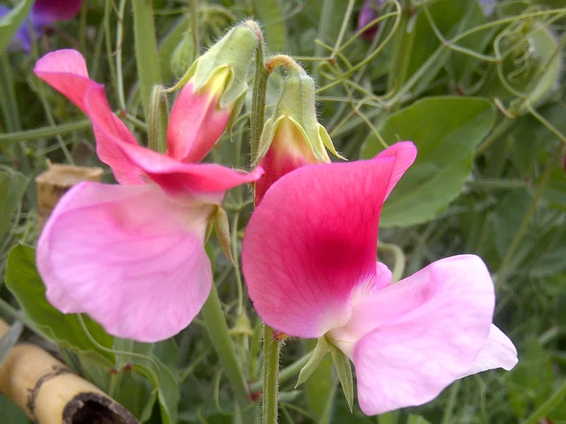 Sweet Pea growing in a UK garden