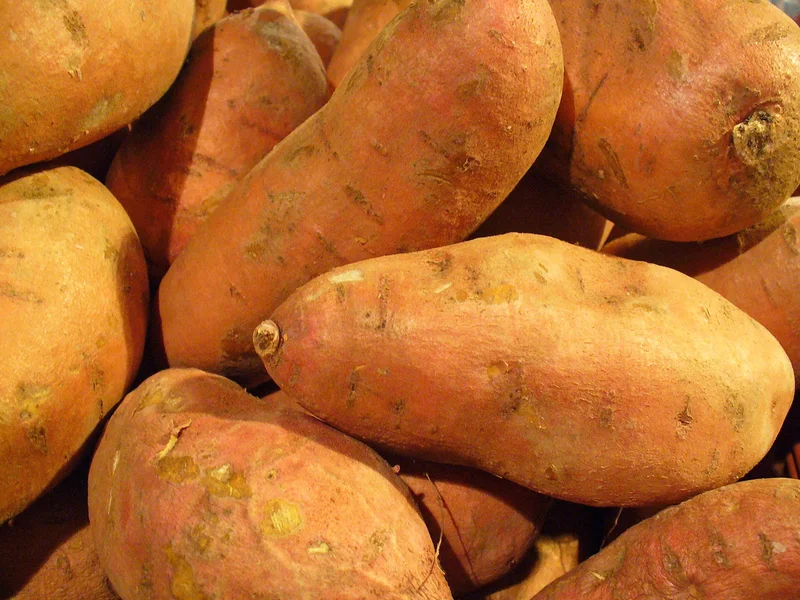 Sweet Potato (Ipomoea batatas) growing in a UK garden