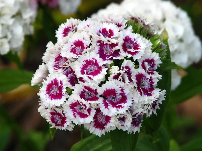 Sweet William (Dianthus barbatus) growing in a UK garden