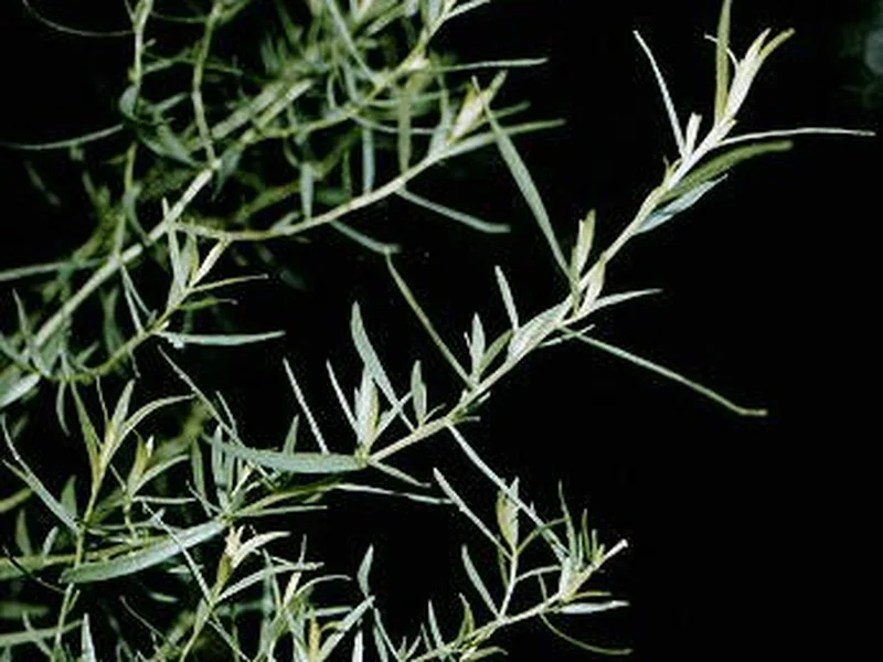 French Tarragon (Artemisia dracunculus) growing in a UK garden
