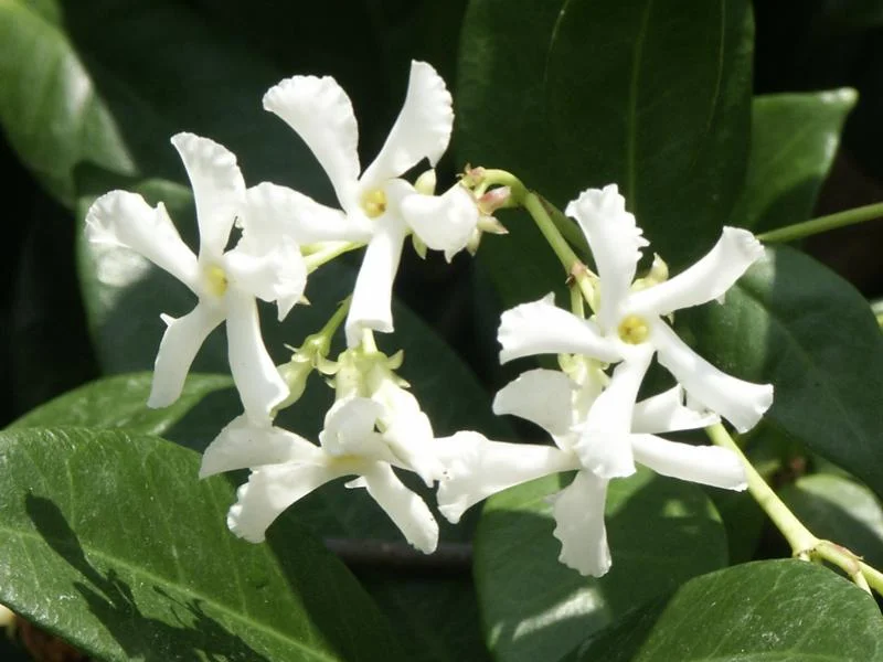 Star Jasmine (Trachelospermum jasminoides) growing in a UK garden