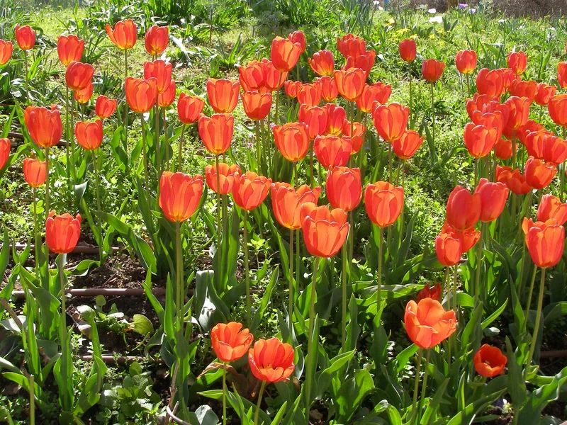 Tulip (Tulipa) growing in a UK garden