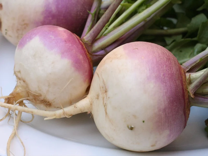 Turnip (Brassica rapa) growing in a UK garden